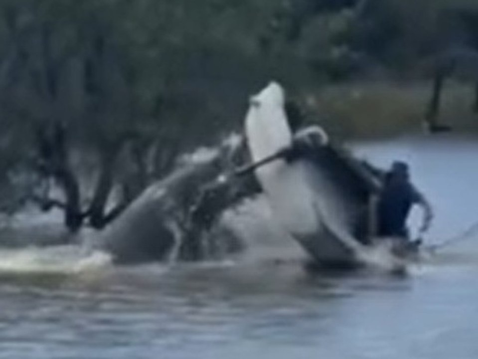 Nilpferd kippt Boot um