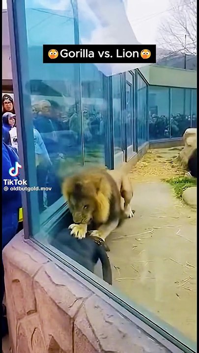 Ein Gorilla sieht Rot