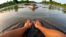 🐊 Nile Crocodile Shoreline Grab Attempt ,The River Bit Back”