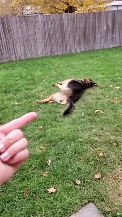 Funny  German shepherd Dog funny shorts video follow me please subscribe plz like