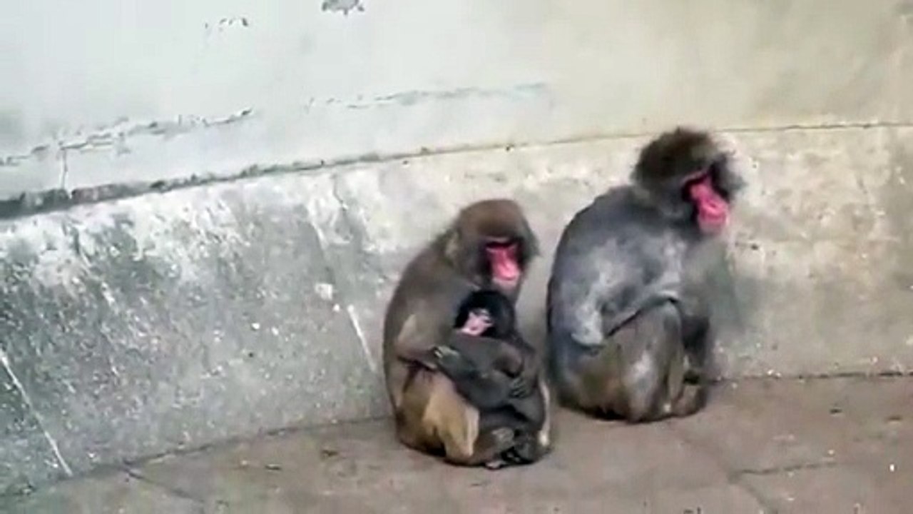 Punch abraçado a um macaco