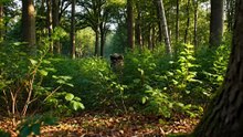 🐗 Wild Boar Forest Charge Faster Than You Think”