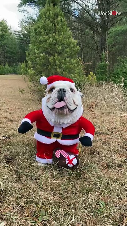 Cute Bulldog in her Santa costume gets the cameras flashin' & heads turnin'