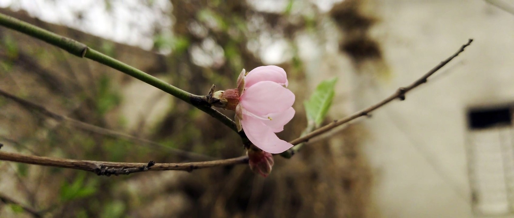 Fresh Peach Flowers on the Peach tree.