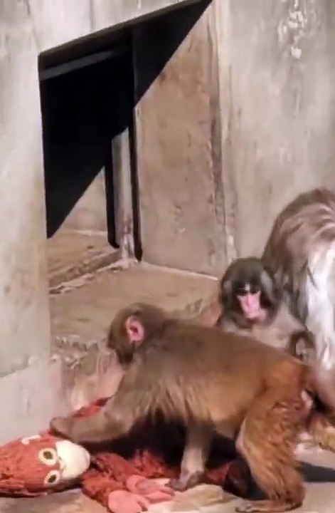 La historia detrás de Punch, el mono del peluche que se volvió furor mundial 3