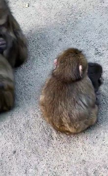 La historia detrás de Punch, el mono del peluche que se volvió furor mundial 4