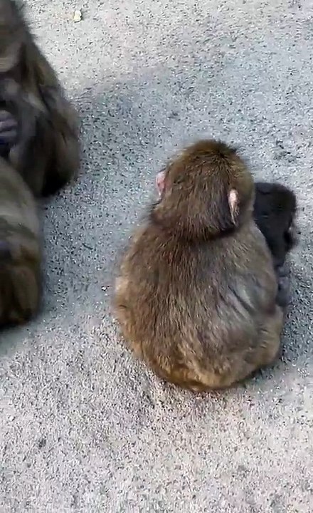 La historia detrás de Punch, el mono del peluche que se volvió furor mundial 4