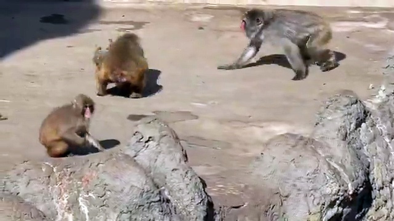 La historia detrás de Punch, el mono del peluche que se volvió furor mundial 1