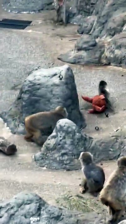 La historia detrás de Punch, el mono del peluche que se volvió furor mundial 2