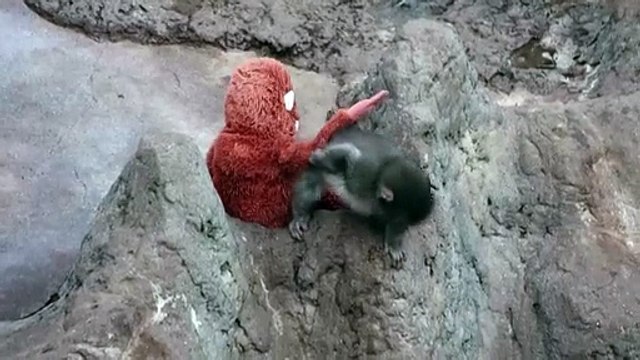 Filhote de macaco rejeitado pela mãe cria vínculo com pelúcia
