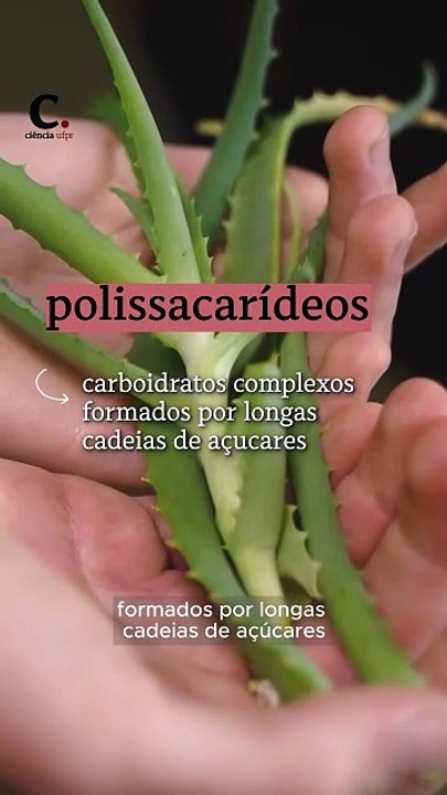 Pesquisador estuda uso da babosa na produção de curativos mais flexíveis e eficazes