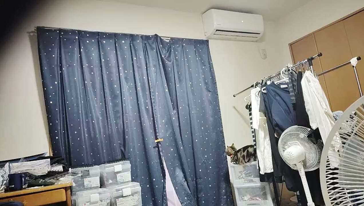 鳥の鳴き声を聴くシフォン