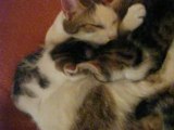 Video chatons 31 mai 2008 (3)