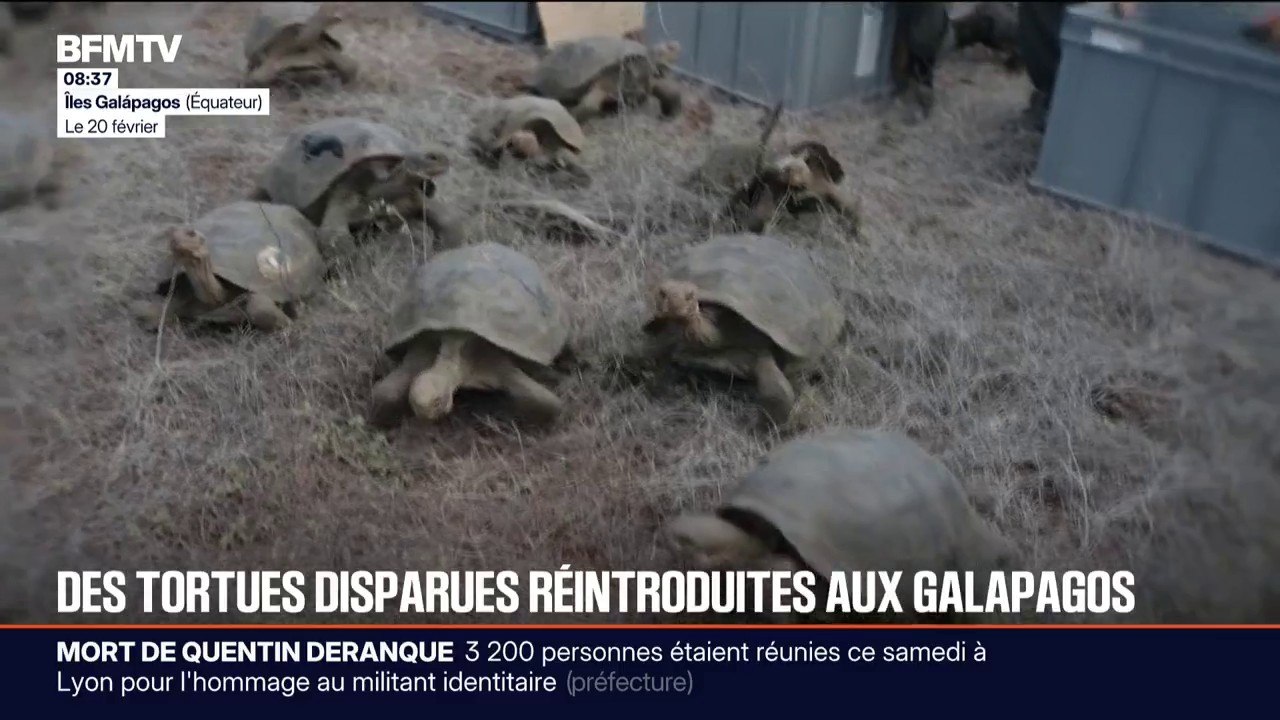 En Équateur, 158 tortues géantes ont été réintroduites sur une île des Galápagos plus d'un siècle après leur disparition de l'île