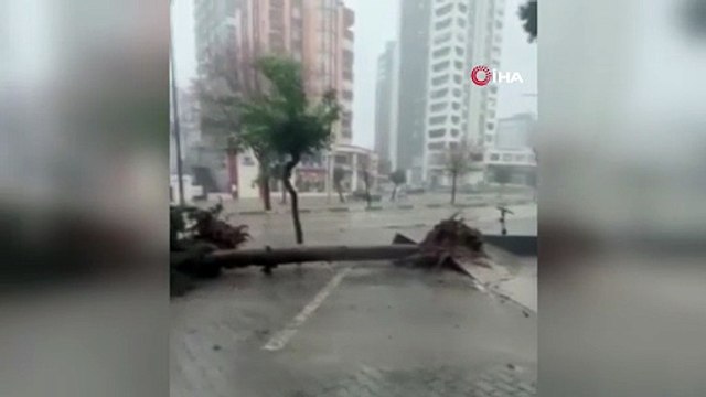 Adana’da şiddetli fırtına ağaçları kökünden söktü: O anlar kamerada