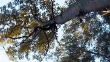 The Swift Natural Flight Reinvented by Edwin Van Ruymbeke — Kickstarter