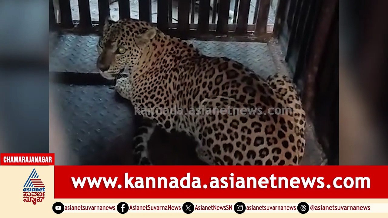 Chamarajanagar: ಗುಂಡ್ಲುಪೇಟೆ ಹೊರವಲಯದಲ್ಲಿ ಬೋನಿಗೆ ಬಿದ್ದ ಚಾಲಾಕಿ ಚಿರತೆ! | Leopard Trapped | Suvarna News