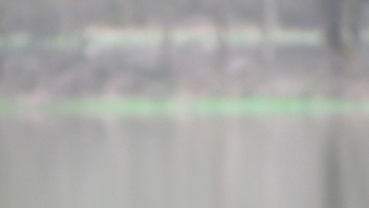 cygognes à Chazelles