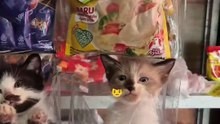 Kucing Lucu Jadi Bumbu Masakan