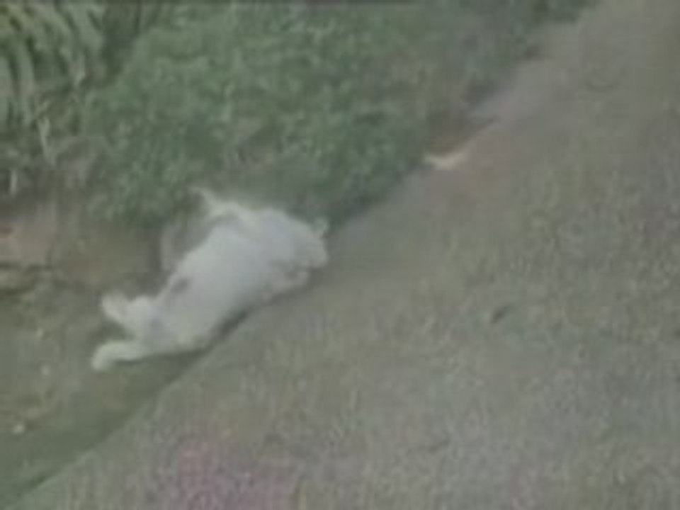Original, Chien se gratte le dos