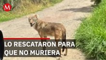 Habitantes de Tlaxcala protegen a un coyote que se adaptó a vivir en su barrio