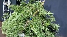 Pé de maconha de três metros é apreendido pela PM após denúncia de tráfico em Toledo