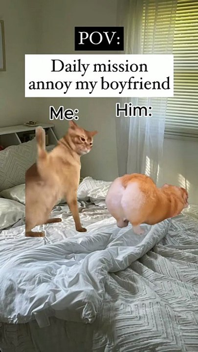 Pov Annoying my boyfriend couple girlfriend cat meme memes