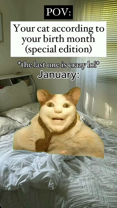 Pov your cat based according to your birth month cat meme memes cats owners
