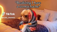 Pov: when you have a stomachache meme cat memes funny family fun #catmemes #funnycats #familyfun #humour