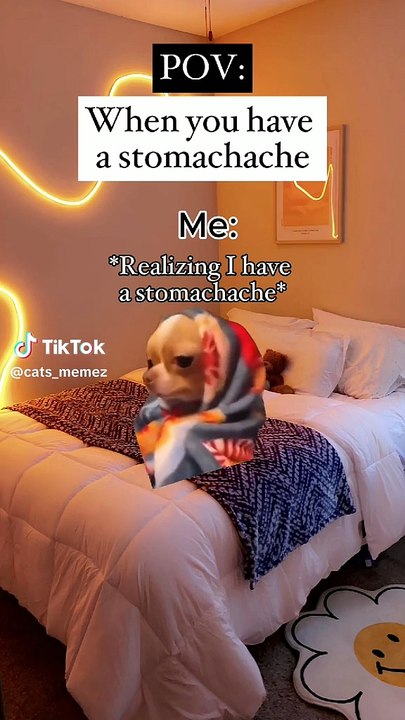 Pov: when you have a stomachache meme cat memes funny family fun #catmemes #funnycats #familyfun #humour