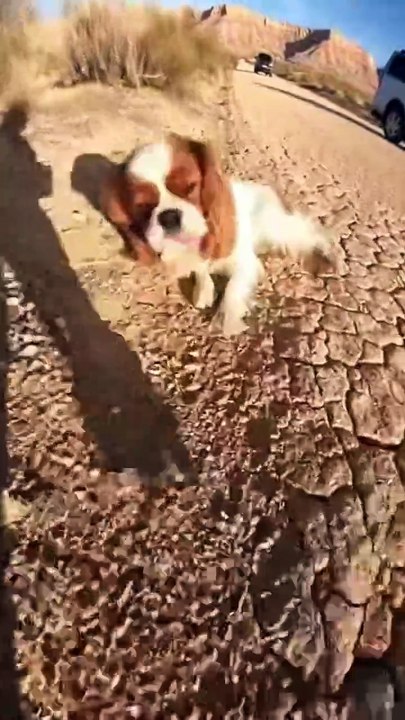 Dog Rescue from Dessert #dog #animalrescue #kingdomofawais