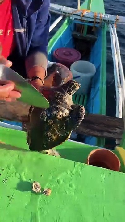 Saving a Sea Turtle! 🐢 Cleaning Heavy Barnacles | Asian Style Rescue