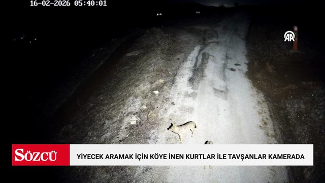 Elazığ'da yiyecek aramak için köye inen kurtlar ile tavşanlar kamerada
