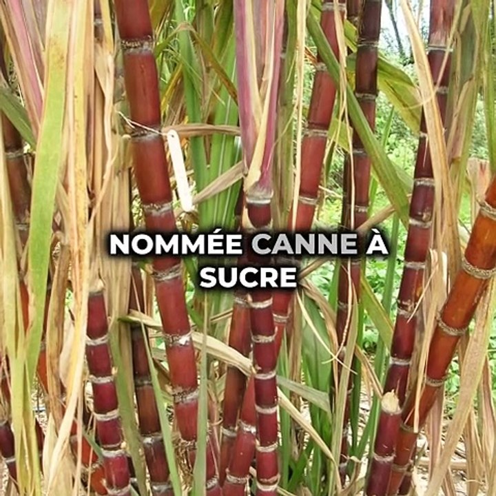 Depuis quand mangeons-nous des bonbons ?