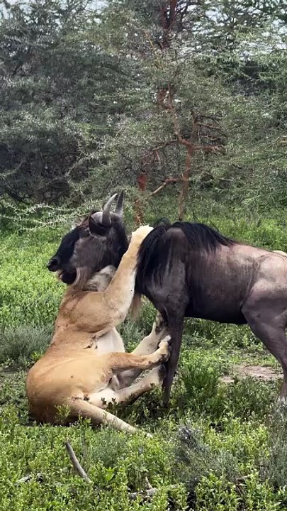 Mama lioness leaves the cubs safe… comes back with dinner.   #FYP #ViralReels #Trending #WildlifeReels #AfricanWildlife