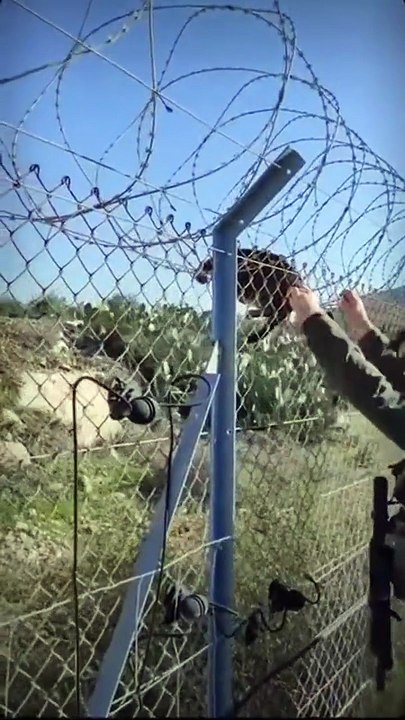 Un chat qui voulait traverser la frontière illégalement