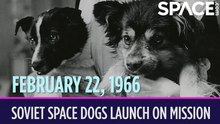 OTD In Space - February 22: Soviet Space Dogs Launch on Record-Setting Mission