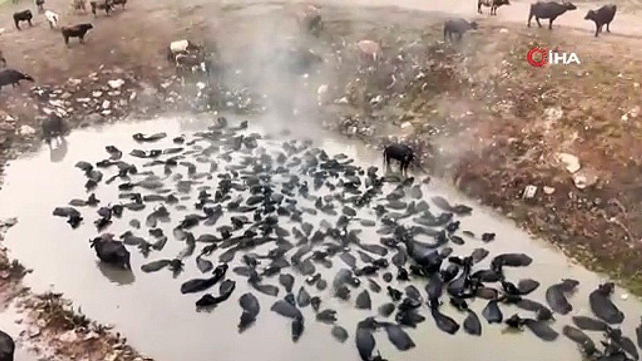Buffaloes Bathe in Hot Springs in Bitlis, Türkiye