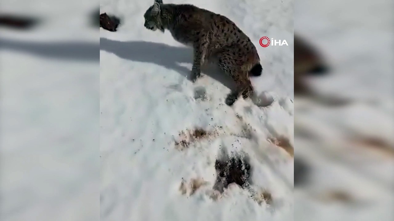 Truck Driver Rescues Injured Lynx in Türkiye