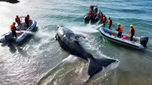 Whale Assisted Back to Deep Water,