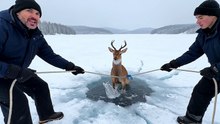 Deer Ice Lake Rescue