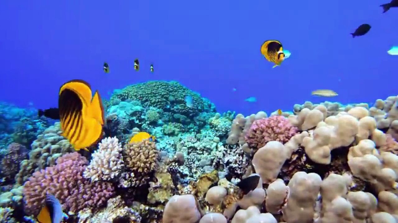 AMAZING WILDLIFE