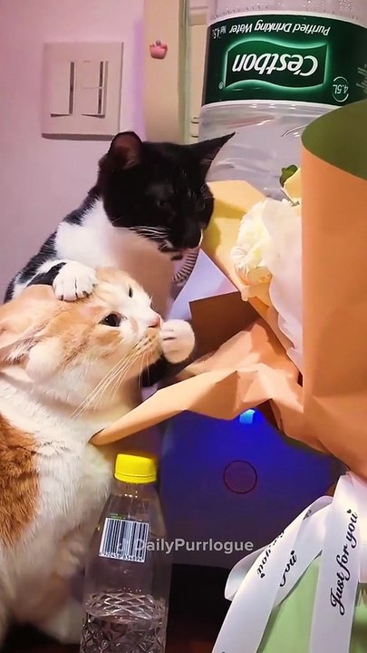 funny cats 1