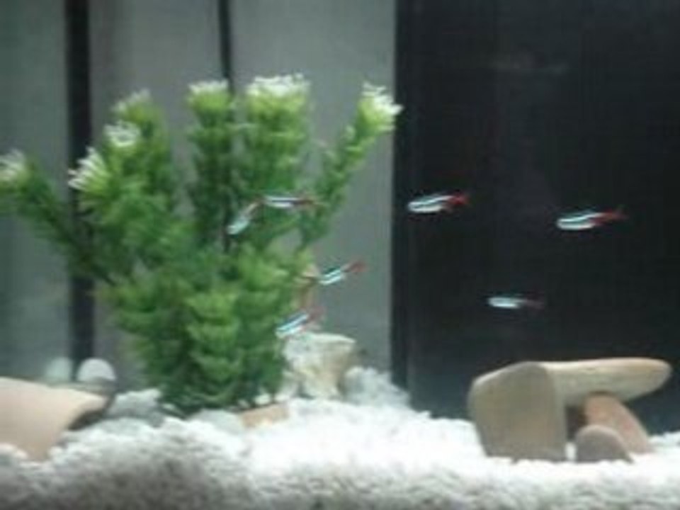 poisson