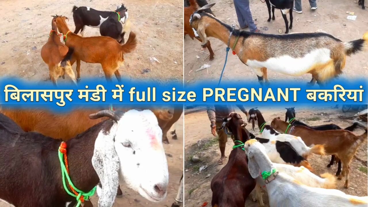 Bilaspur mandi mein bakriyan | goat farming | bakri palan