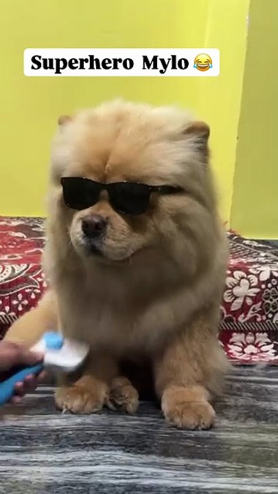 Comedy Instagram reels