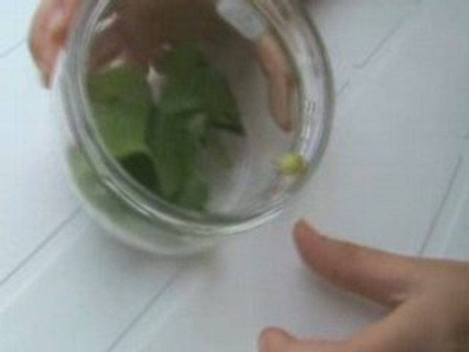 Susi's neues haustierchen