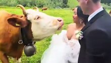 will you marry me: A Special Animal Guest Crashes Our Big Day!