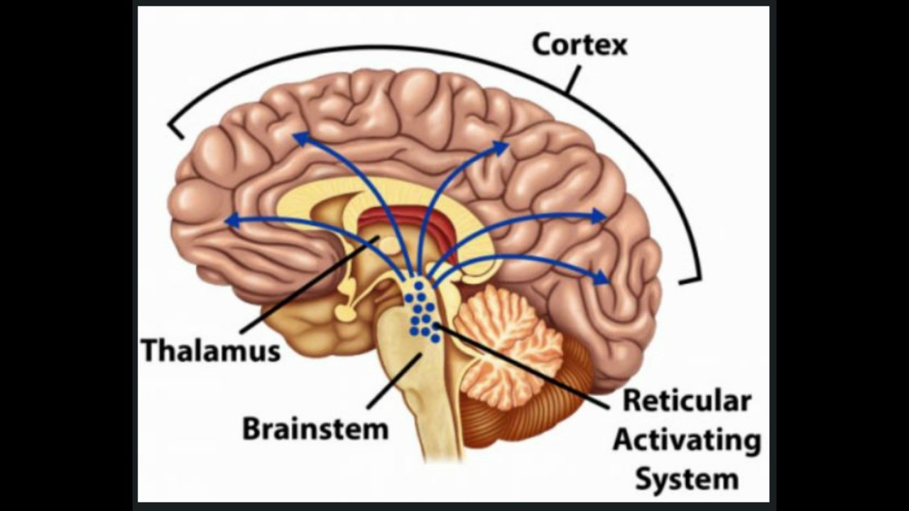 Success Role of Reticular activating system Malayalam