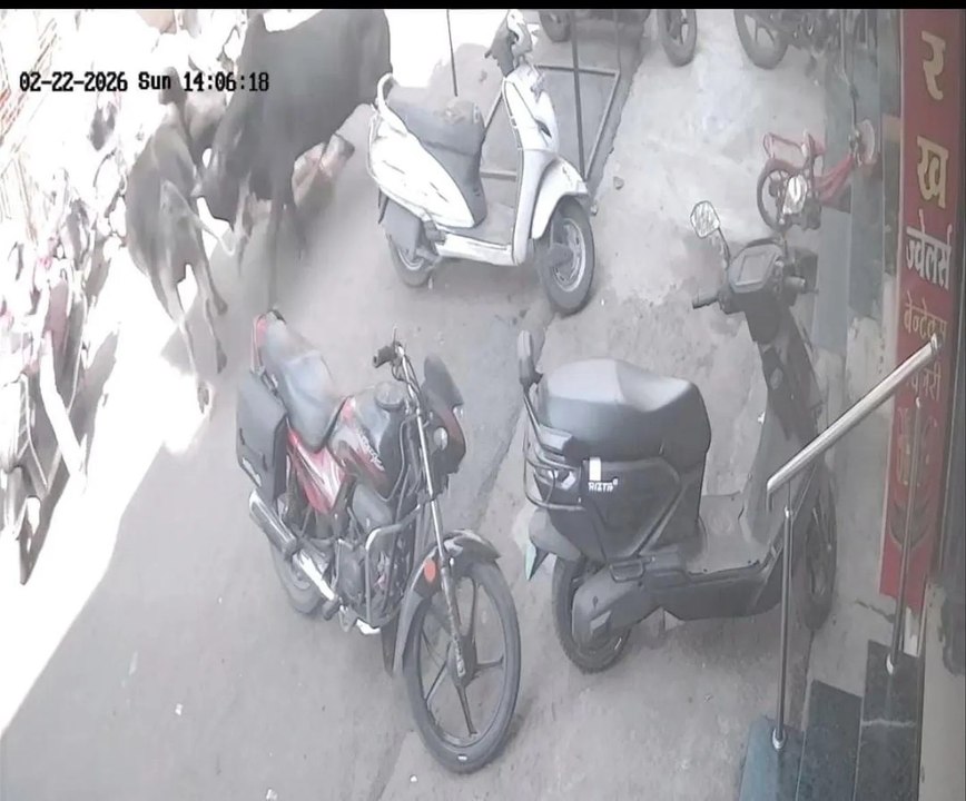सराफा बाजार में सांड ने महिला को रौंदा, आवारा पशुओं से लोगों की जीना मुहाल